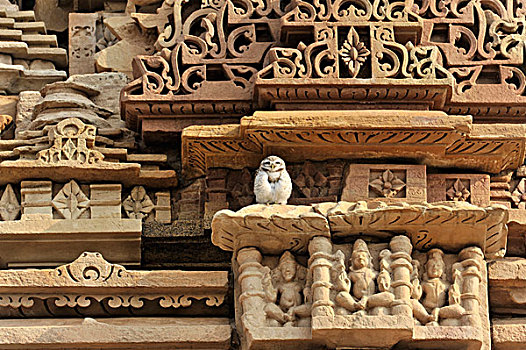 鸟,栖息,装饰,建筑,克久拉霍,纪念建筑,世界遗产,中央邦,印度,亚洲