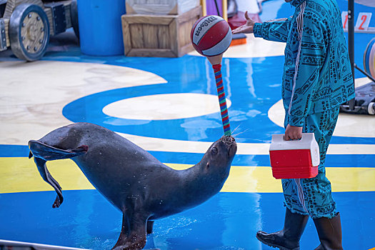 四川成都极地海洋公园正在表演的海狮