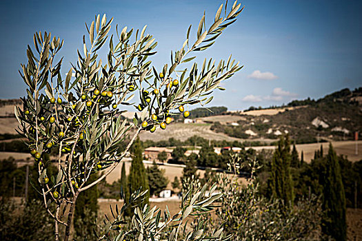 橄榄树,锡耶纳,托斯卡纳,意大利
