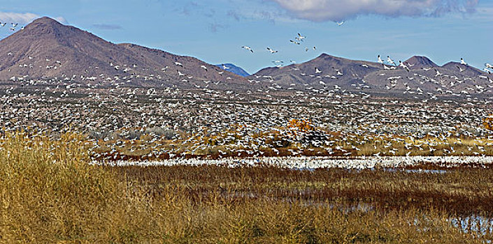 雪雁,野生动植物保护区,新墨西哥,美国