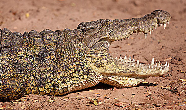 非洲,博茨瓦纳,乔贝国家公园,特写,鳄鱼,张嘴