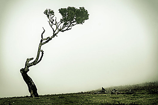 树,雾气,波尔图,马德拉岛,葡萄牙,欧洲