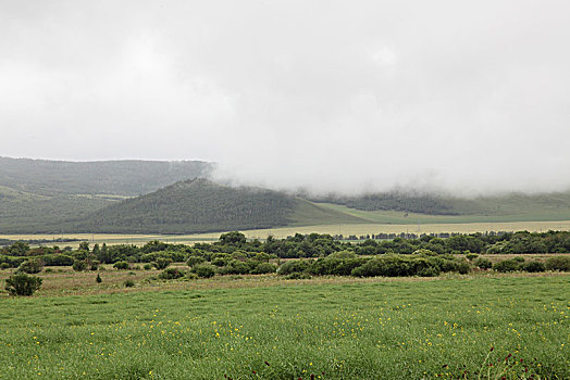 山峦与野生植物