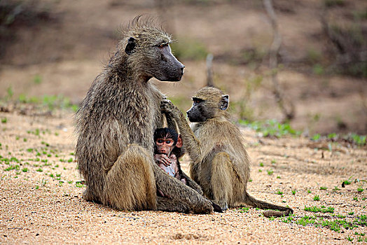 南非大狒狒,豚尾狒狒,成年,女性,两个,小动物,交际,行为,克鲁格国家公园,南非,非洲