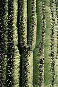 巨柱仙人掌,萨瓜罗国家公园,亚利桑那,美国
