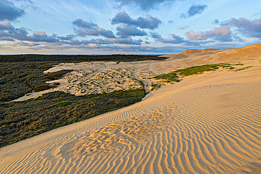 沙丘,北方,日德兰半岛,丹麦