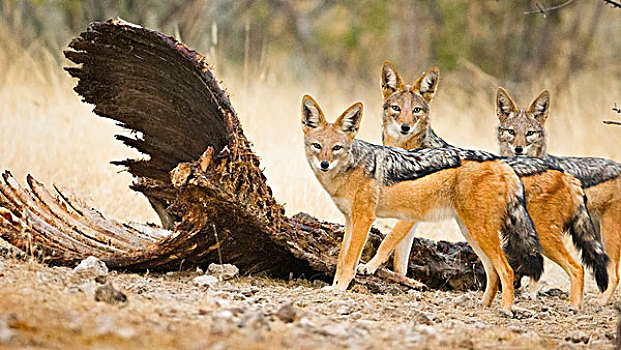 埃托沙国家公园,纳米比亚,非洲,三个,黑背胡狼,站立,长颈鹿,畜体