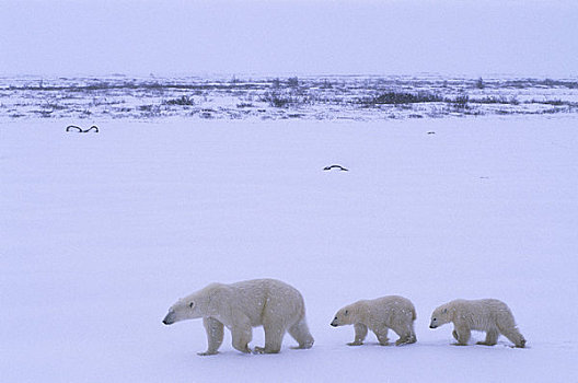 加拿大,曼尼托巴,北极熊,1岁,走