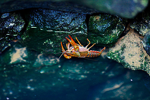 水井里的小龙虾