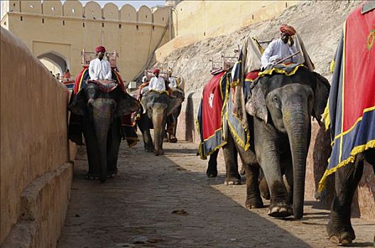 骑,大象,堡垒,琥珀宫,琥珀色,拉贾斯坦邦,北印度,亚洲