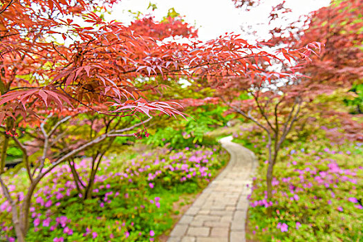 美丽的花园