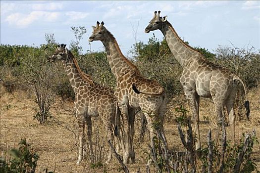 三个,长颈鹿,博茨瓦纳,非洲