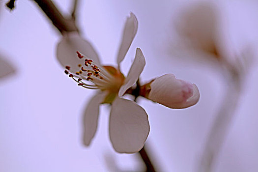 春天迎风盛开的白色杏花