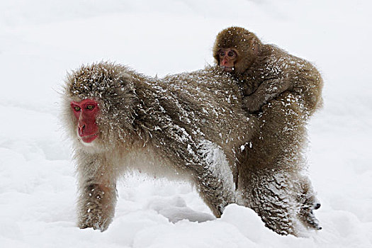日本猕猴,雪猴,母亲,幼仔,走,雪,日本
