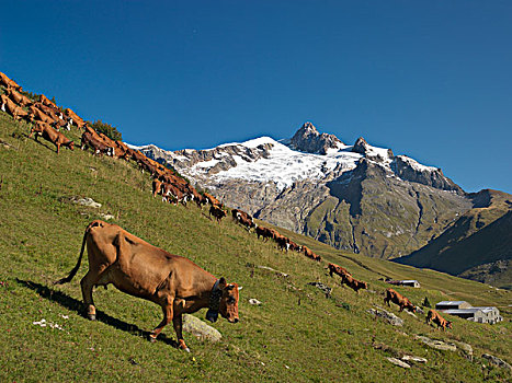 母牛,牧群,山