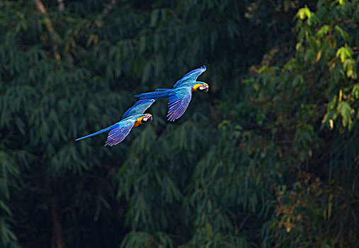 蓝黄金刚鹦鹉,黄蓝金刚鹦鹉,亚马逊河,秘鲁,南美