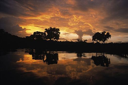 湿地生境,麝雉,日落,圭亚那,南美