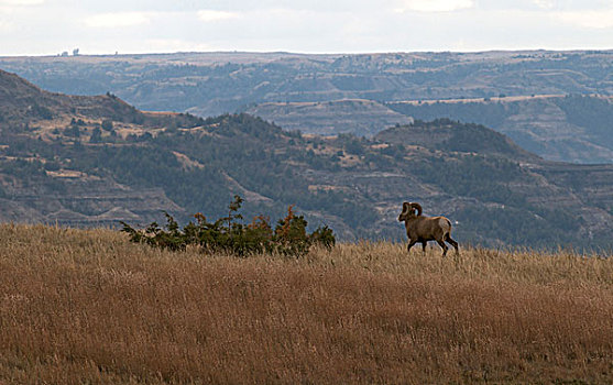 大角羊,西奥多罗斯福国家公园,北达科他
