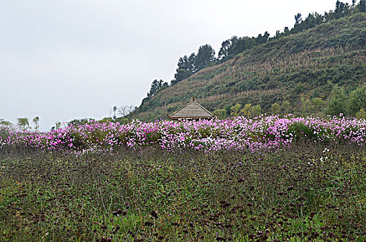 贵州草海风光,威宁,草海,木船,栖息地,海,淡水湖,渔船,湖水,湖泊,湿地,湿地高原,秋色,船只,草,贵州风光,风光,高原湖泊,黑颈鹤,国家一级保护鸟类,鸟类,海鸟,花海