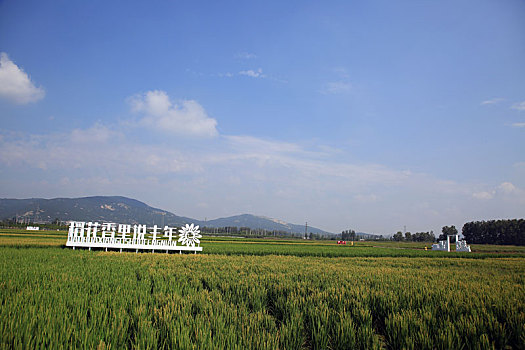 山东省日照市,千亩稻田绿浪翻滚,市民带孩子打卡展望丰收年