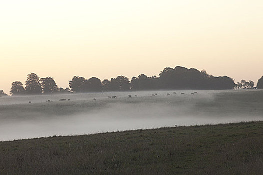 英格兰,威尔特,母牛,早晨,薄雾