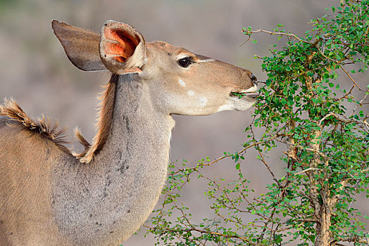 大捻角羚,成年,女性,喂食,灌木,克鲁格国家公园,南非,非洲