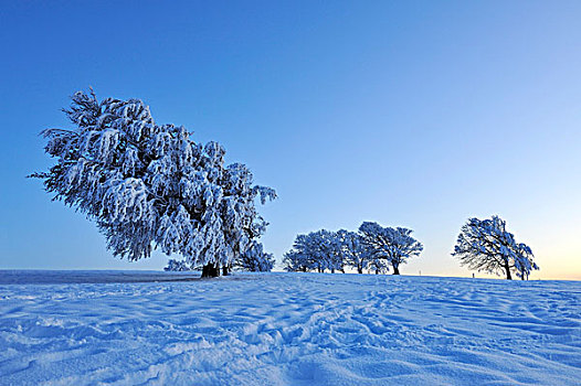 欧洲,山毛榉,普通,扭曲,风,雪,霜,短,日落,山,黑森林,巴登符腾堡,德国