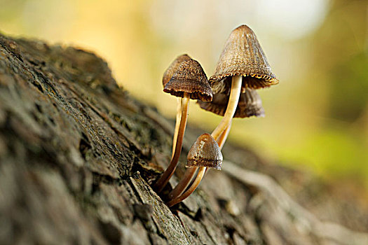 蘑菇,树干,特写