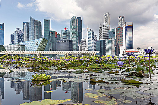 新加坡,码头,湾,沙,酒店,荷花,水塘,圣徒,玻璃,建筑,天际线,市区