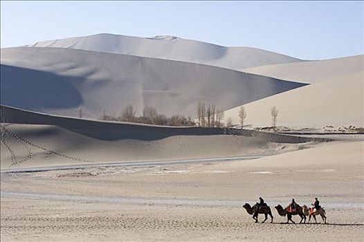 中国,甘肃,骆驼,明代,沙丘