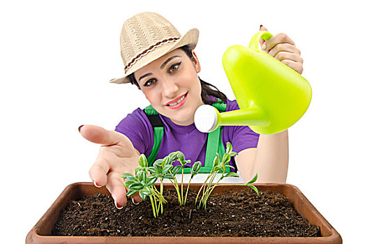 女孩,浇水,植物,白色背景