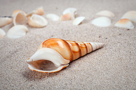 漂亮,海螺壳,沙滩