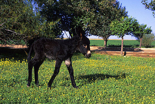 摩洛哥,靠近,玛拉喀什,驴,幼仔