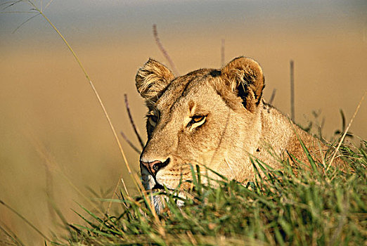 肯尼亚,马赛马拉国家保护区,母狮,狮子,大幅,尺寸