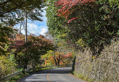 秋天,场景,弯曲,道路,树林,日本