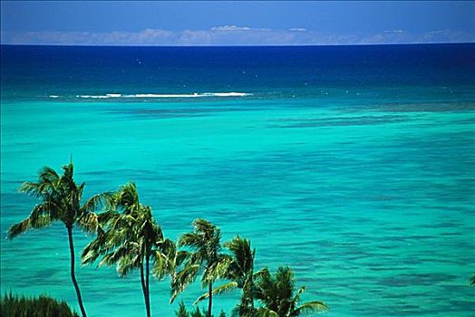 棕榈树,前景,青绿色,深,蓝色,海洋