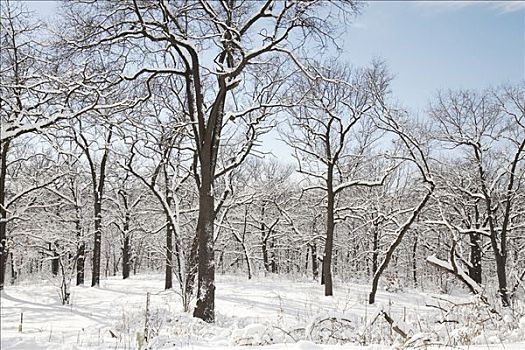 树林,冬天,多伦多,安大略省,加拿大