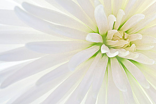 白色,菊花,花