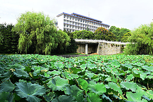 荷花池塘