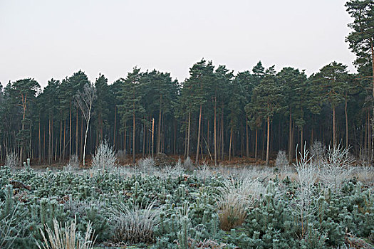 树林,场景,冬天