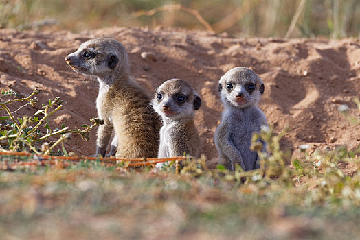 猫鼬,细尾獴属,三个,幼兽,雄性,向外看,洞穴,警惕,卡拉哈迪大羚羊国家公园,北开普,南非,非洲