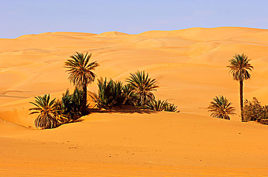 棕榈树,热,沙漠,沙子,山谷,奥巴里,海洋,撒哈拉沙漠,利比亚,非洲