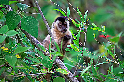 黑帽悬猴,棕色卷尾猴,幼兽,猴子,树,觅食,潘塔纳尔,巴西,南美