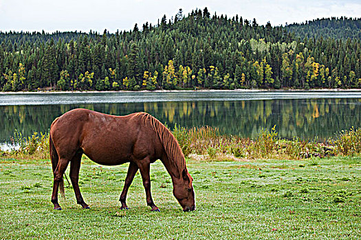 马,放牧,土地,春天,湖,客人,牧场,不列颠哥伦比亚省,加拿大