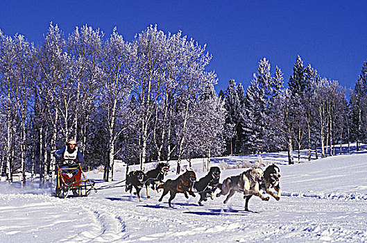 狗拉雪橇,卡里布,区域,不列颠哥伦比亚省,加拿大