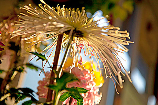 温室内盛开的菊花古龙须