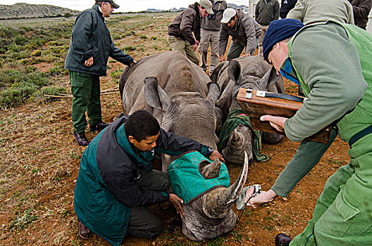白犀牛,小腿,克鲁格国家公园,兽医,服务,南非