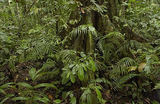 品种,植物,雨林,国家公园,厄瓜多尔