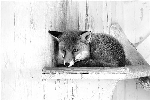 红狐,狐属,卧,木板,黑白