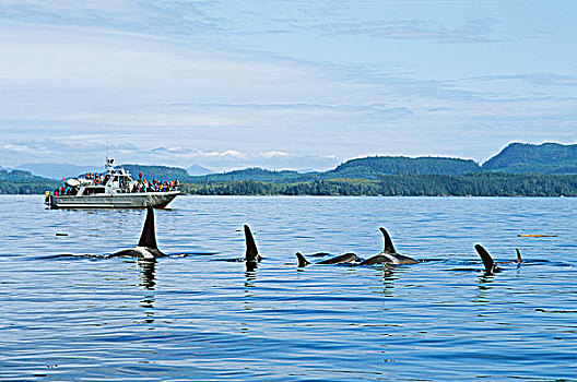 逆戟鲸,约翰斯顿海峡,看,船,不列颠哥伦比亚省,加拿大